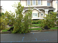 Avalon Tree Damage