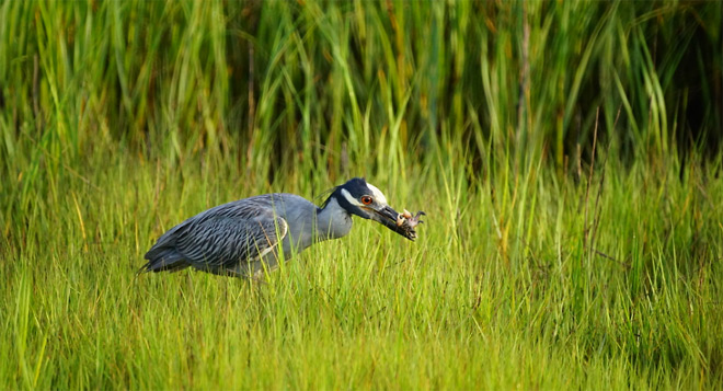 Blue Heron
