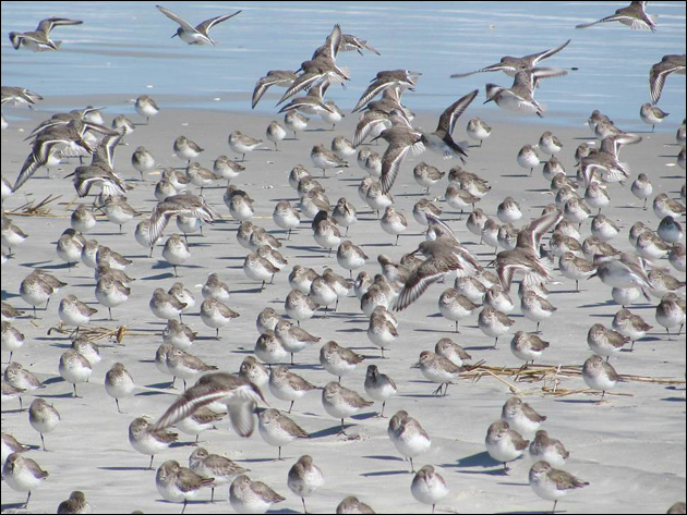 Shore birds Avalon NJ