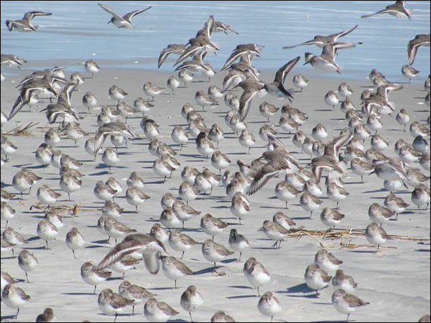 Shorebirds, Avalon NJ