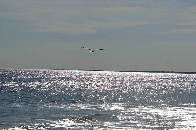 Seagull on beach, Avalon NJ
