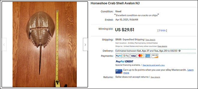 Horseshoe Crab