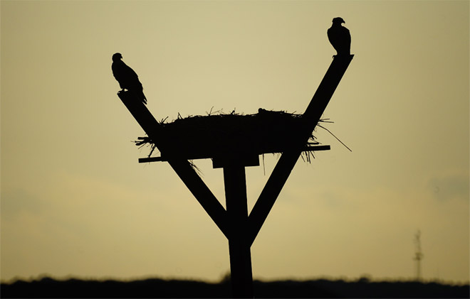 Osprey Nest