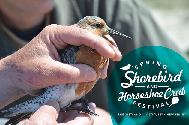 2015 Shorebird and Horseshoe Crab Festival at The Wetlands Institute