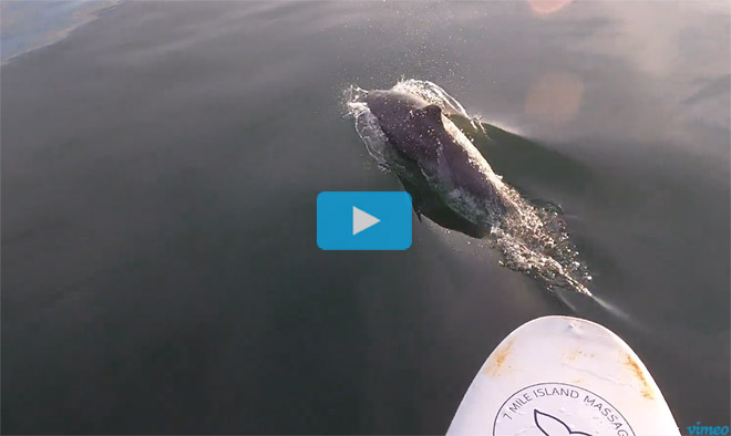 Dolphin