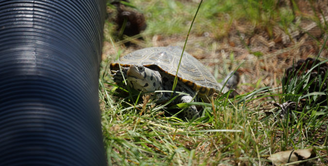 Turtle Fences