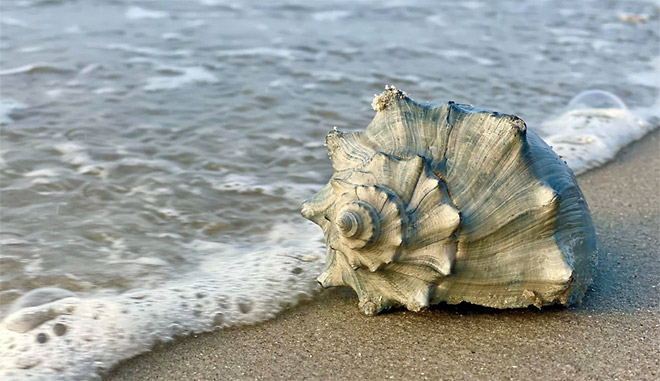 Beach Shell