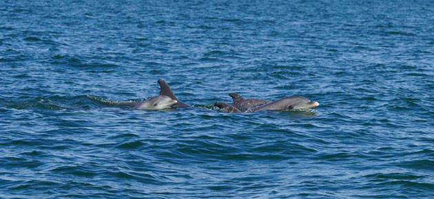 Dolphin Pods off of 96th Street Beach