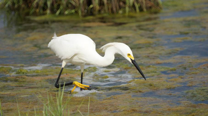 Egret Eating Lunch