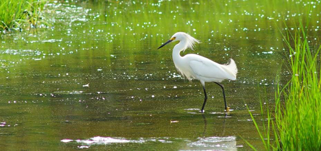 Snowy Egret