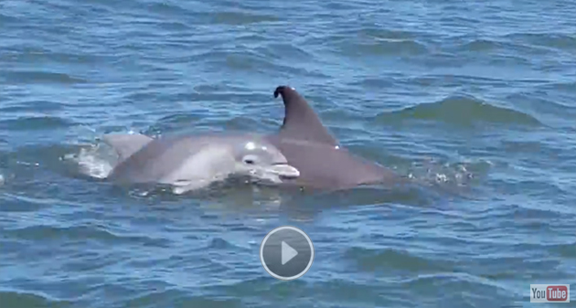 Pod of Dolphins Video