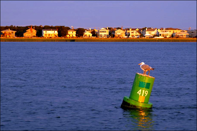 Seagull on Buoy - Avalon NJ