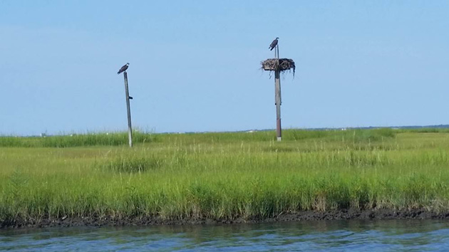 Nesting Ospreys Avalon Stone Harbor NJ