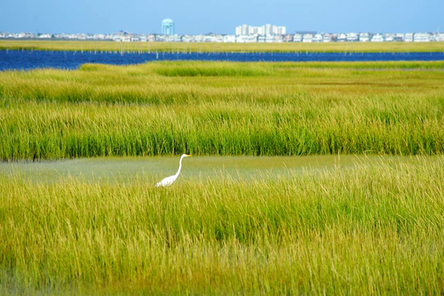Tidal Pool - Egret