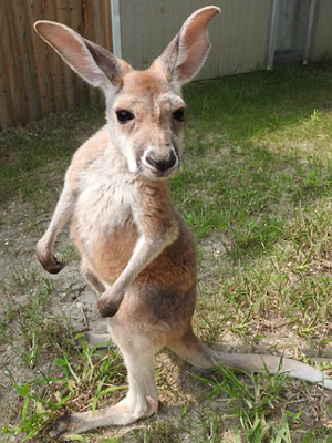 Kangaroo