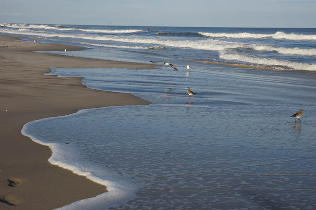 Seagulls on the Beach - Avalon, NJ