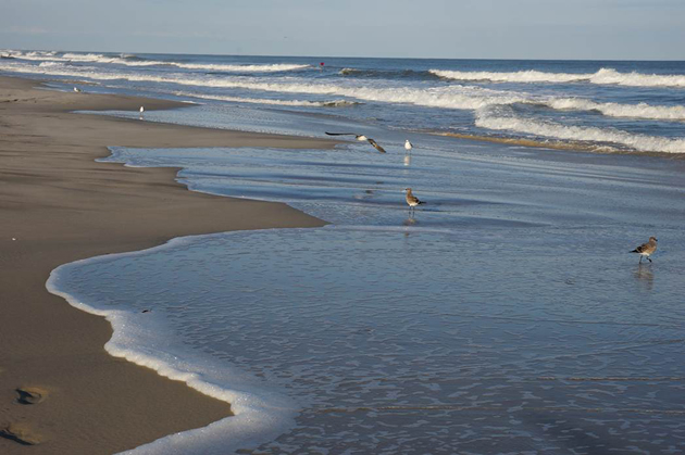 Seagulls on the Beach - Avalon, NJ