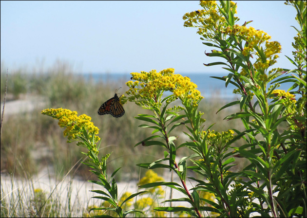 Monarch Butterflies in Avalon, NJ