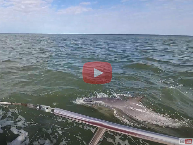 Dolphin