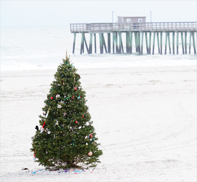 Beach Tree