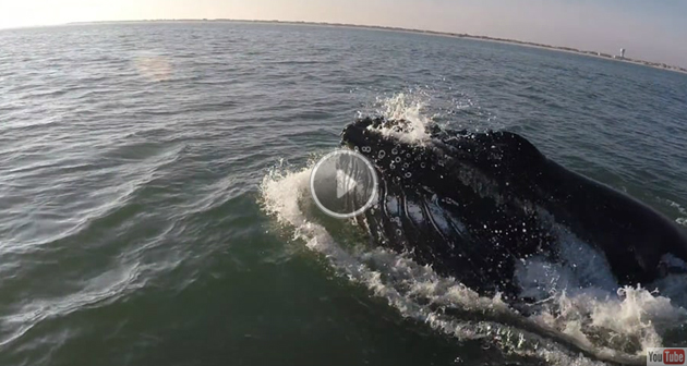Humpback Whale Video - Avalon, NJ
