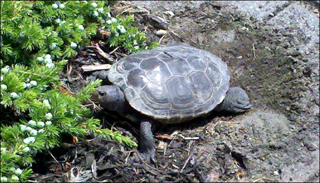 Diamondback Terrapin